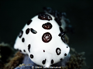 This is a photo of a nudibranchia, joruna funebris. The b... by Glenn Ian Villanueva 